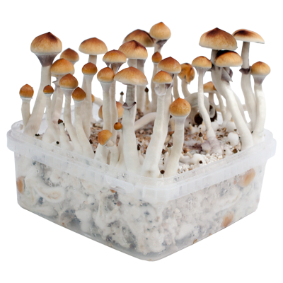 PES Amazonian XL Kit de cultivo extra grande-189