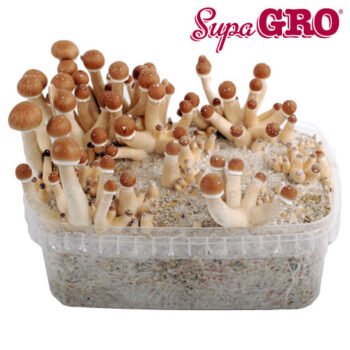 Golden Teacher SupaGro Kit de cultivo-184