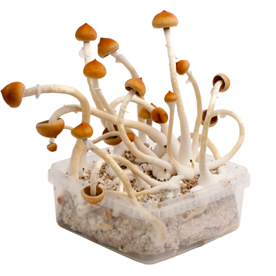 B+ XL Kit de cultivo extra grande-186