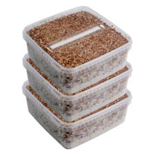 Kits de Cultivo Setas Mágicas