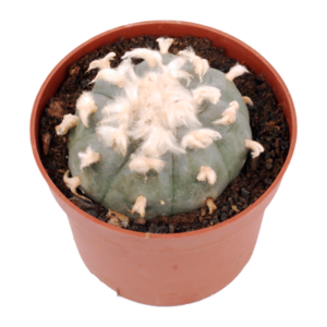 Peyote cactus maceta