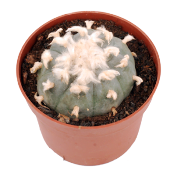 Peyote cactus maceta