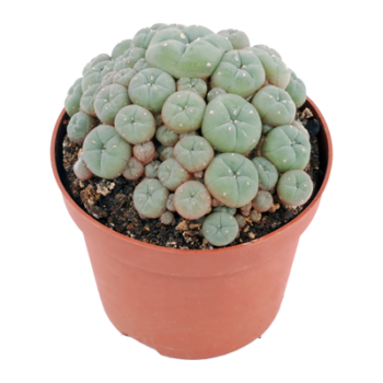 Racimo Peyote maceta